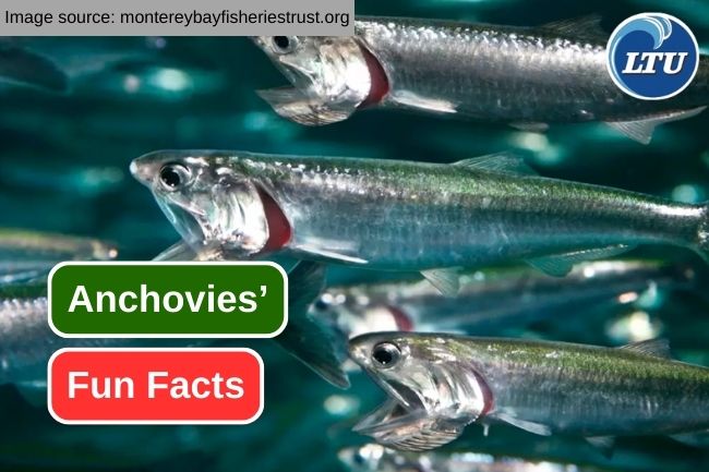 Here are 7 Fun Facts of Anchovies